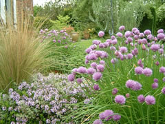 The Herb Garden - Thyme and Chives The Herb Garden - Thyme and Chives